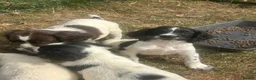 English Springer Spaniel dogs for sale: Springer pups for sale in Scunthorpe - Advert 5