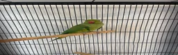 Ringnecks birds for sale: Ringneck parrot and set up. in Bournemouth - Advert 4