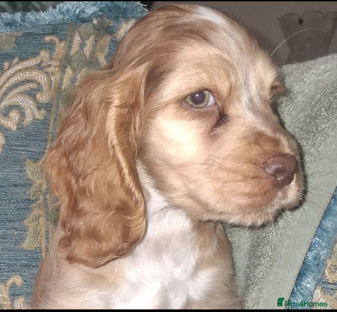 Cocker Spaniel dogs Champion Pedigree KC Reg Showtype Cocker Spaniels - Advert 2