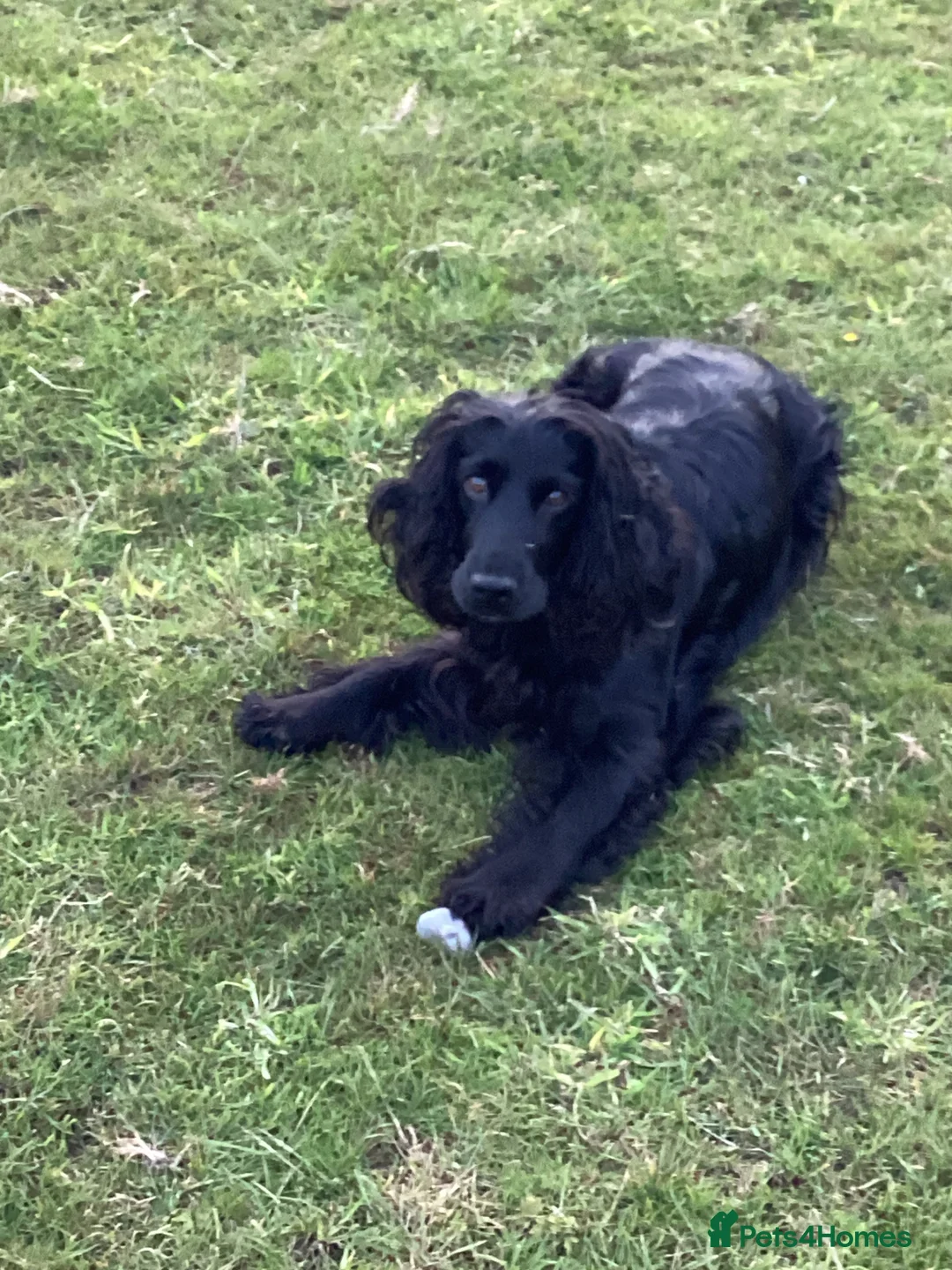 Cocker Spaniel dogs for sale: Cocker spaniel puppies for sale in Market Drayton - Advert 5