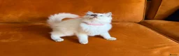 Ragdoll cats for sale: Stunning Ragdoll kittens  - Advert 7