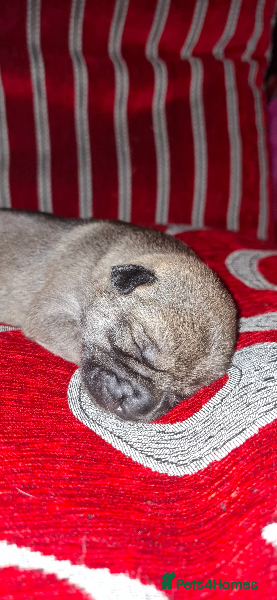 Mixed Breed dogs for sale: Rus-A-Pei ( Rare ) - Advert 26