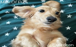 Miniature Dachshund dogs for sale: Exceptional Show Quality KC Miniature Dachshunds! - Image 11