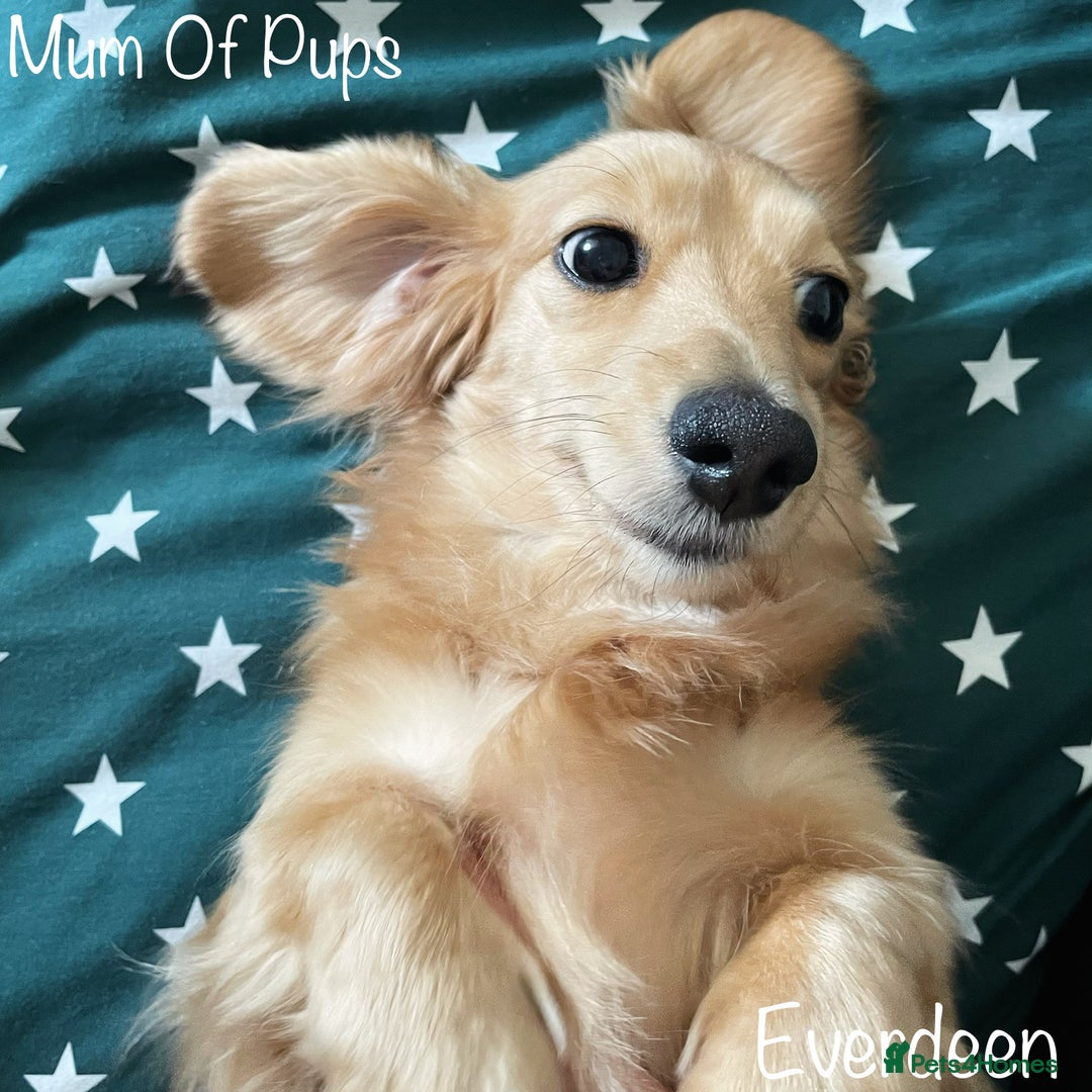 Miniature Dachshund dogs for sale: Exceptional Show Quality KC Miniature Dachshunds! - Image 11