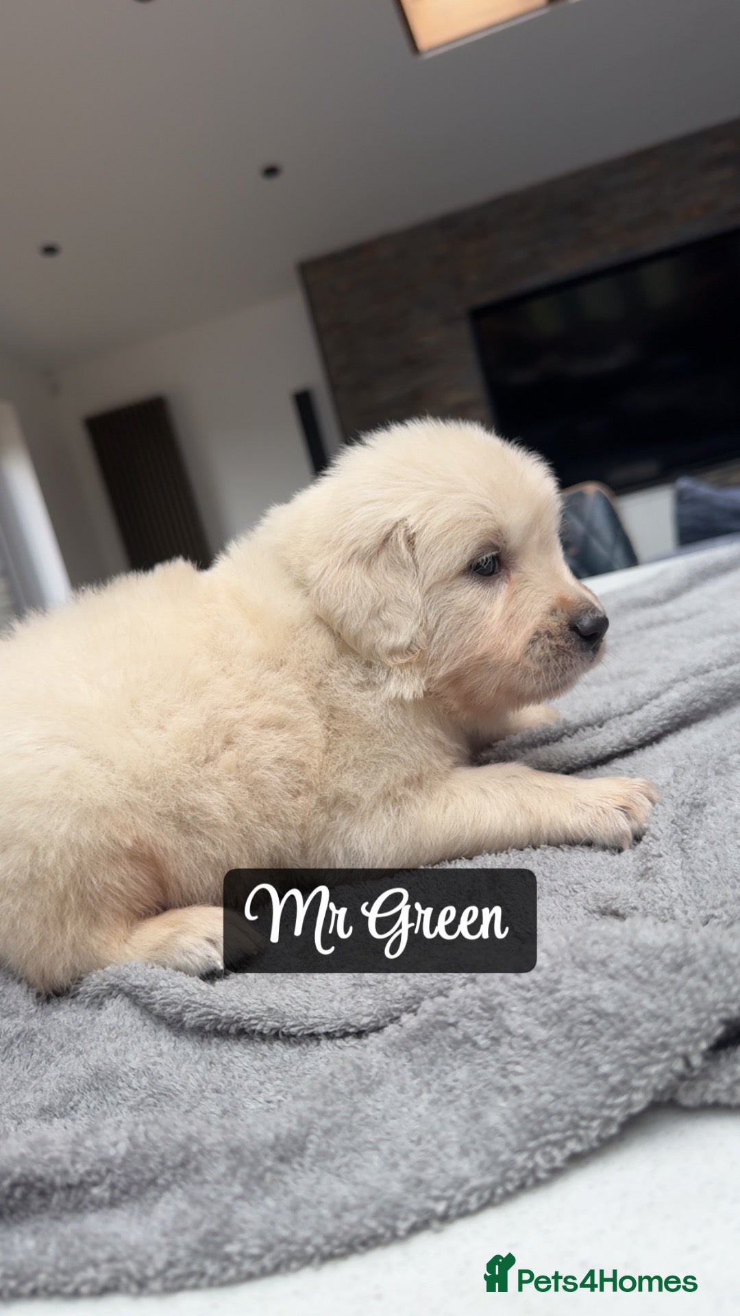 Golden Retriever dogs Behaviourist raised KC Reg Golden Retriever Pups - Advert 2
