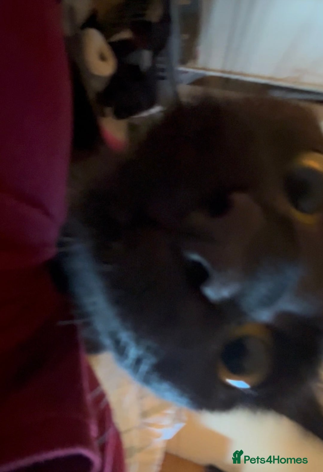 Mixed Breed cats for adoption: Rescue siblings Bumble and Bee need 1st ever home - Advert 8