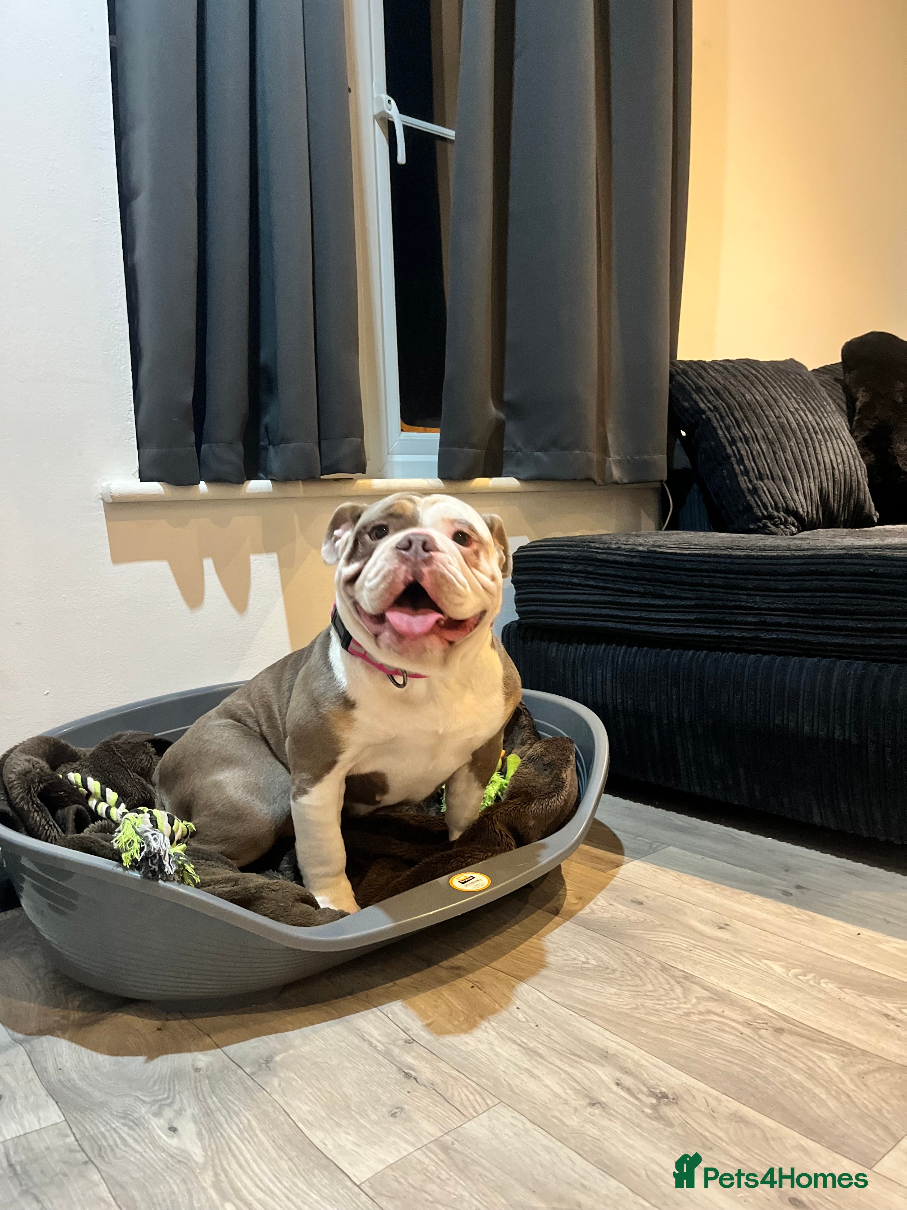 English Bulldog dogs Beautiful Dolly Looking for a Loving New Home - Advert 3