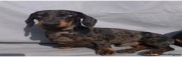 Miniature Dachshund dogs for sale: Absolutely stunning miniature KC reg Dachshund’s  - Advert 8