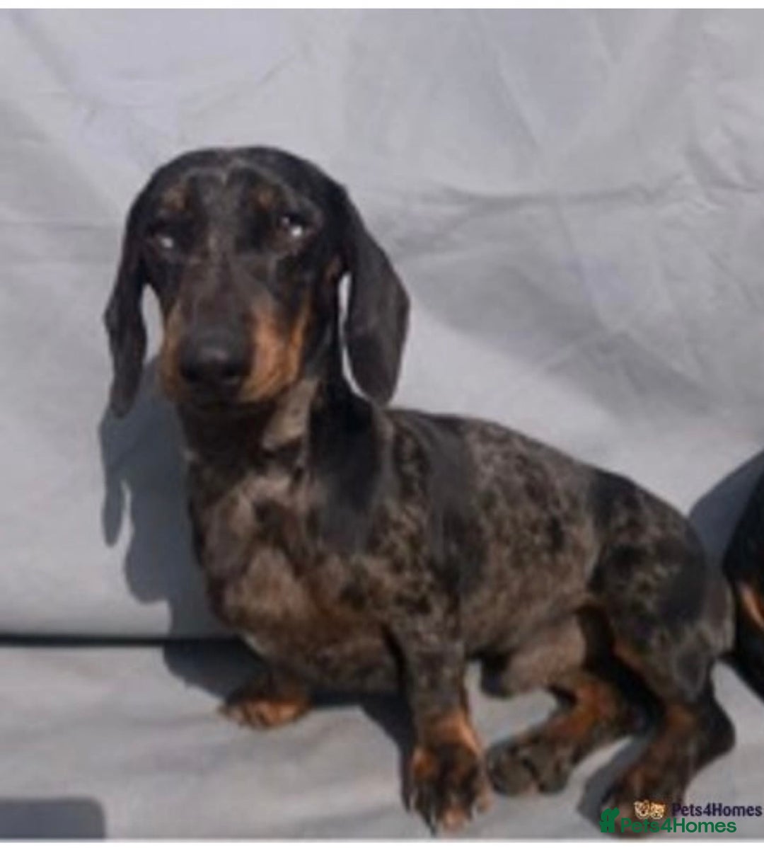 Miniature Dachshund dogs for sale: Absolutely stunning miniature KC reg Dachshund’s  - Advert 8