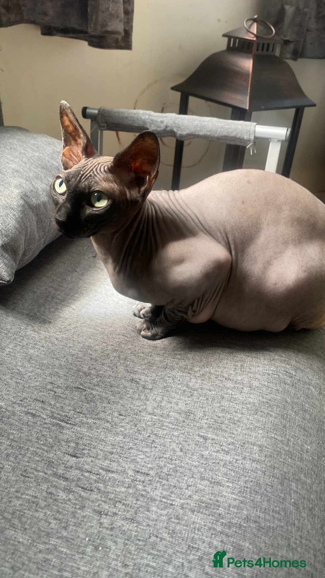 Sphynx cats for sale: 2 full breed sphynx  in Pulborough - Advert 2