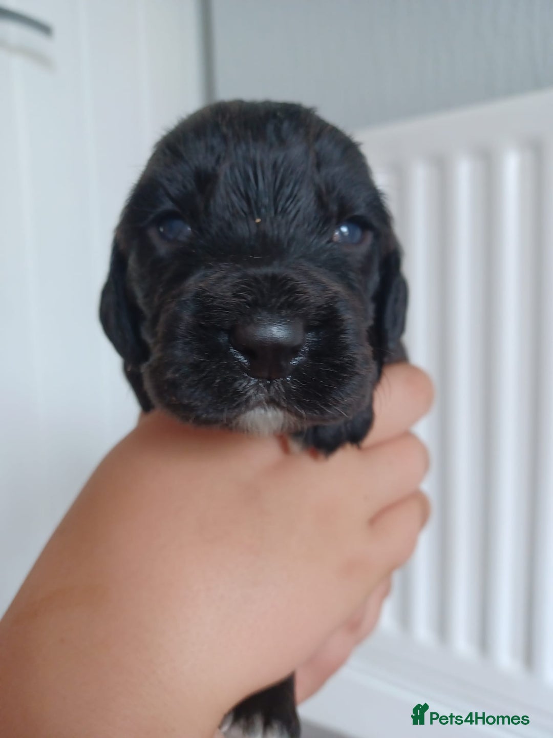 Cocker Spaniel dogs for sale: Cocker spaniel pups  - Image 12