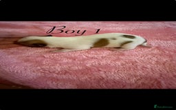 Chihuahua dogs for sale: Beautiful Chihuahua puppy’s  - Image 2