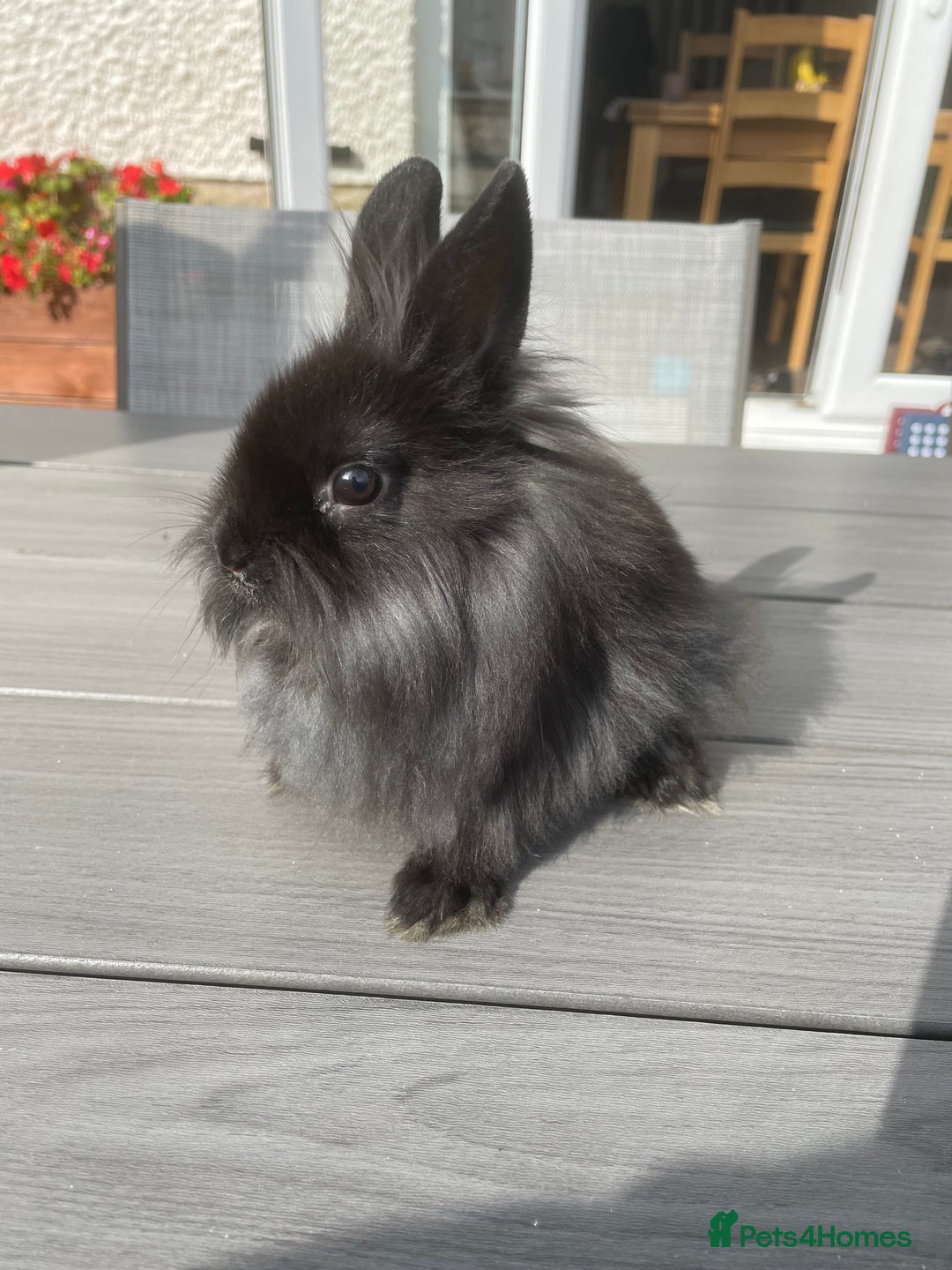 Lionhead rabbits for sale: 1 x male lionhead  - Image 4
