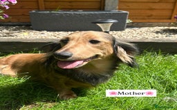 Miniature Dachshund dogs for sale: CREAM MINIATURE DACHSHUNDS💛 - Image 8