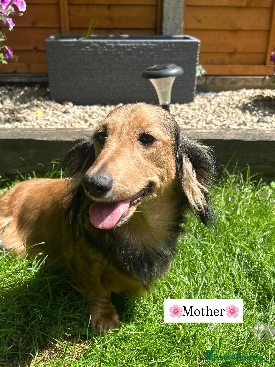 Miniature Dachshund dogs for sale: CREAM MINIATURE DACHSHUNDS💛 - Image 8