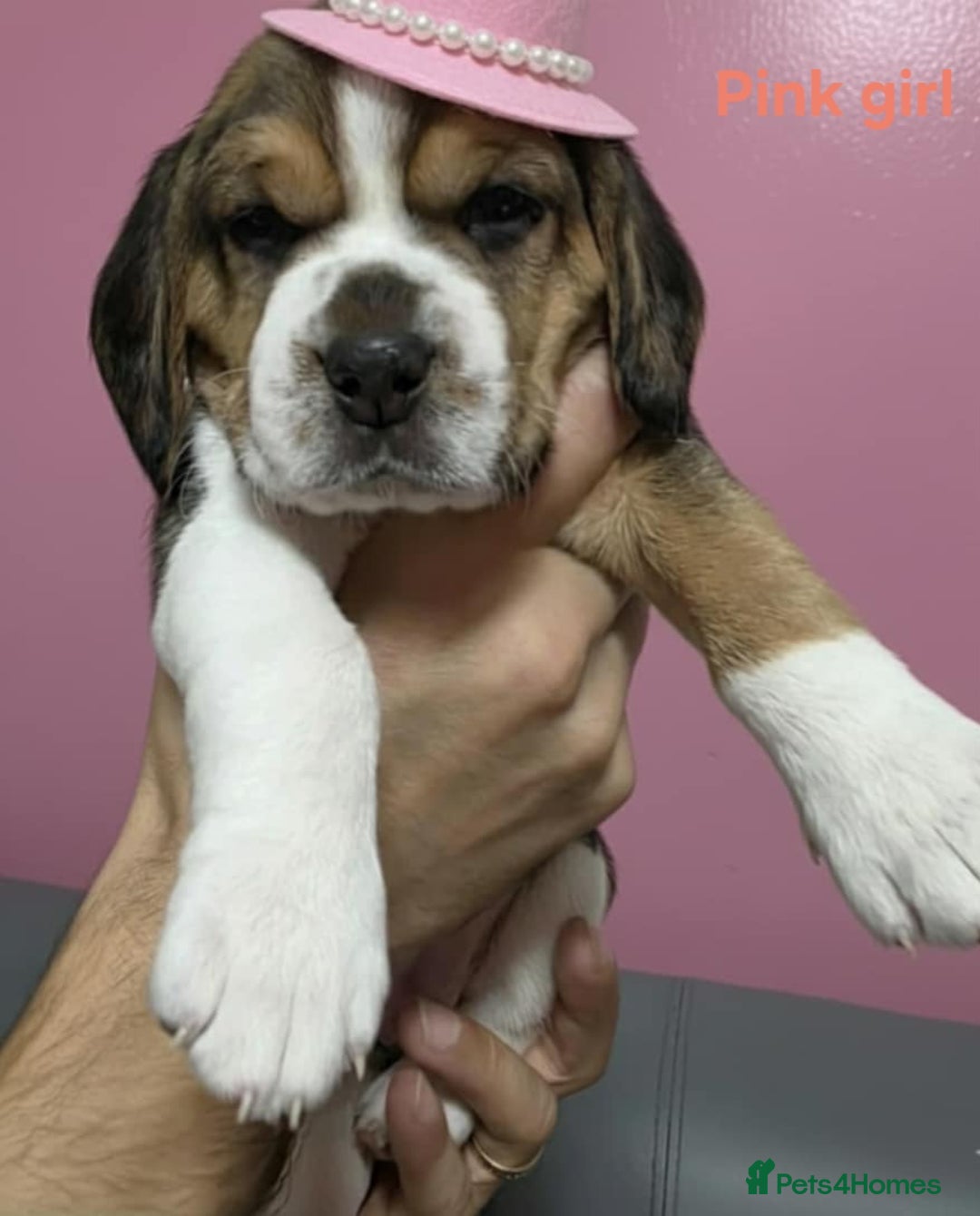Beagle dogs for sale: Sweet litter of tri-colored beagle - Image 5