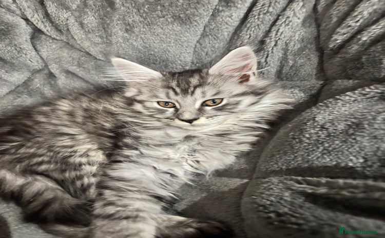 Maine Coon cats  TICA Maine Coon Kittens Ready Dec!  🎁  - Advert 2