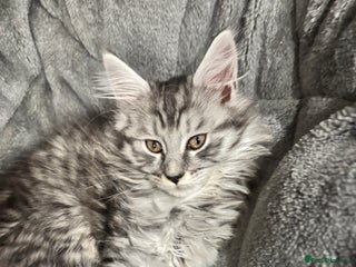 Maine Coon cats TICA Maine Coon Kittens Ready Dec! 🎁 - Advert 3