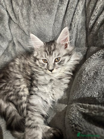 Maine Coon cats TICA Maine Coon Kittens Ready Dec! 🎁 - Advert 2