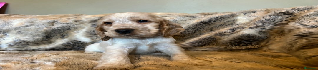 Cocker Spaniel Puppy 4