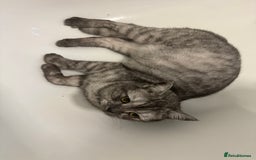 Maine Coon cats for sale: Beautiful cats looking for forever homes - Image 12