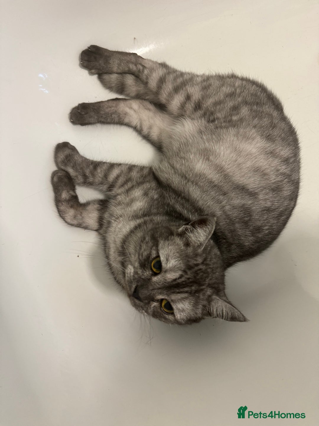 Maine Coon cats for sale: Beautiful cats looking for forever homes - Image 12