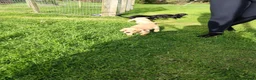 Labrador Retriever dogs for sale: Labrador pups  in Inverurie - Advert 17