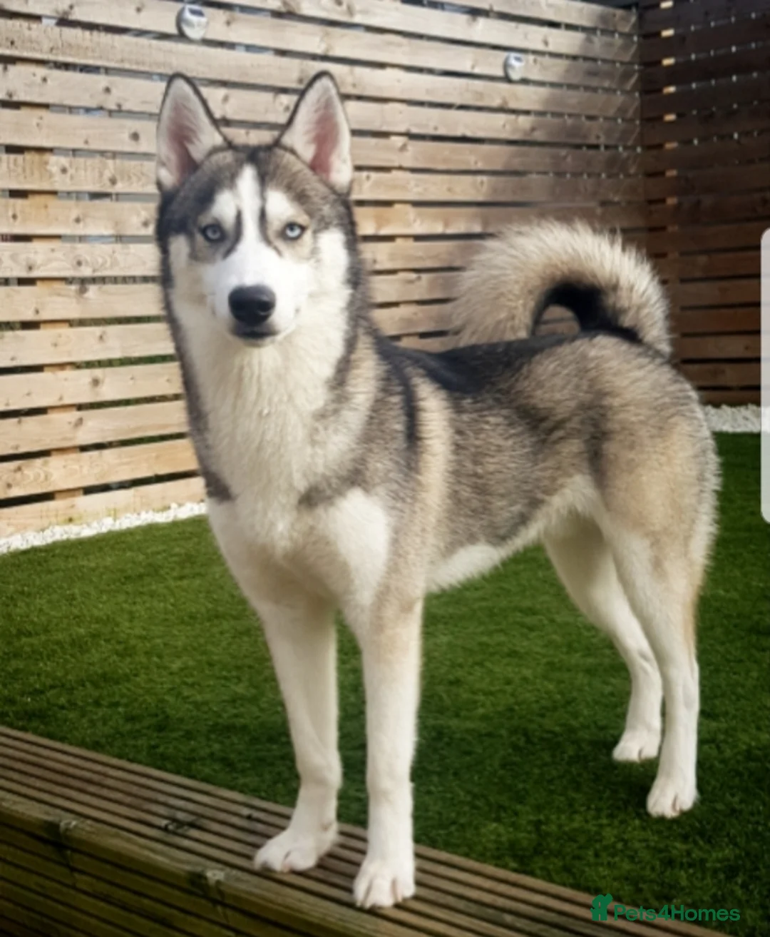 Siberian Husky dogs for stud: DANAMELI TITAN KING - Proven Health Tested Stud in Glasgow - Advert 17