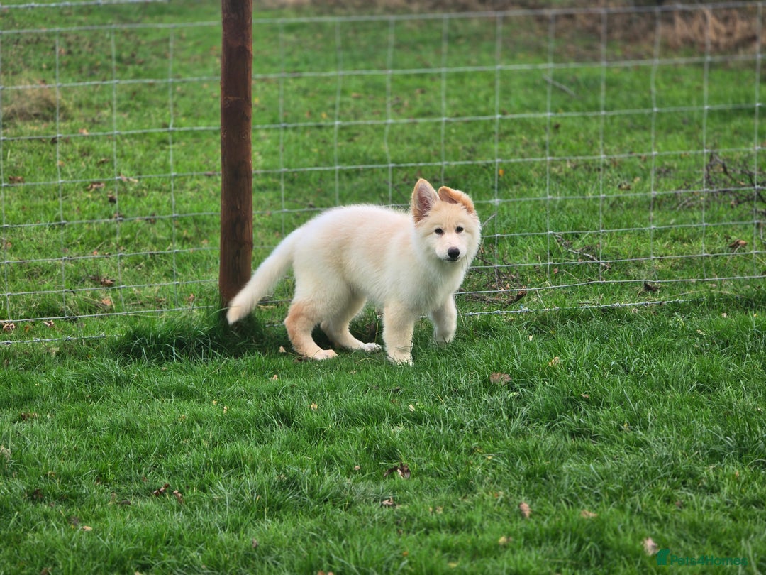 German Shepherd dogs for sale: 14 week old white German-shepherd - Image 6