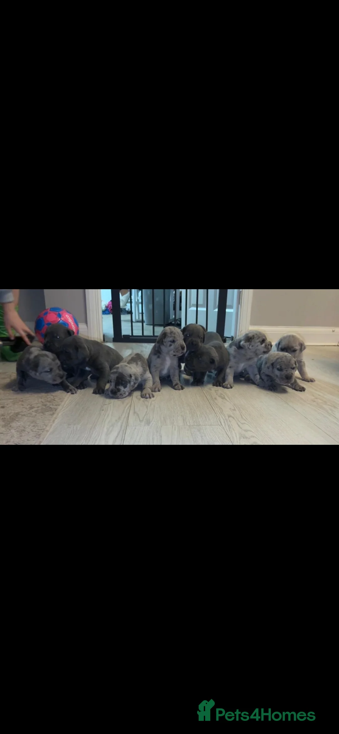 Cane Corso dogs for sale: Healthy adorable puppies Breed Cain corse.    - Advert 6