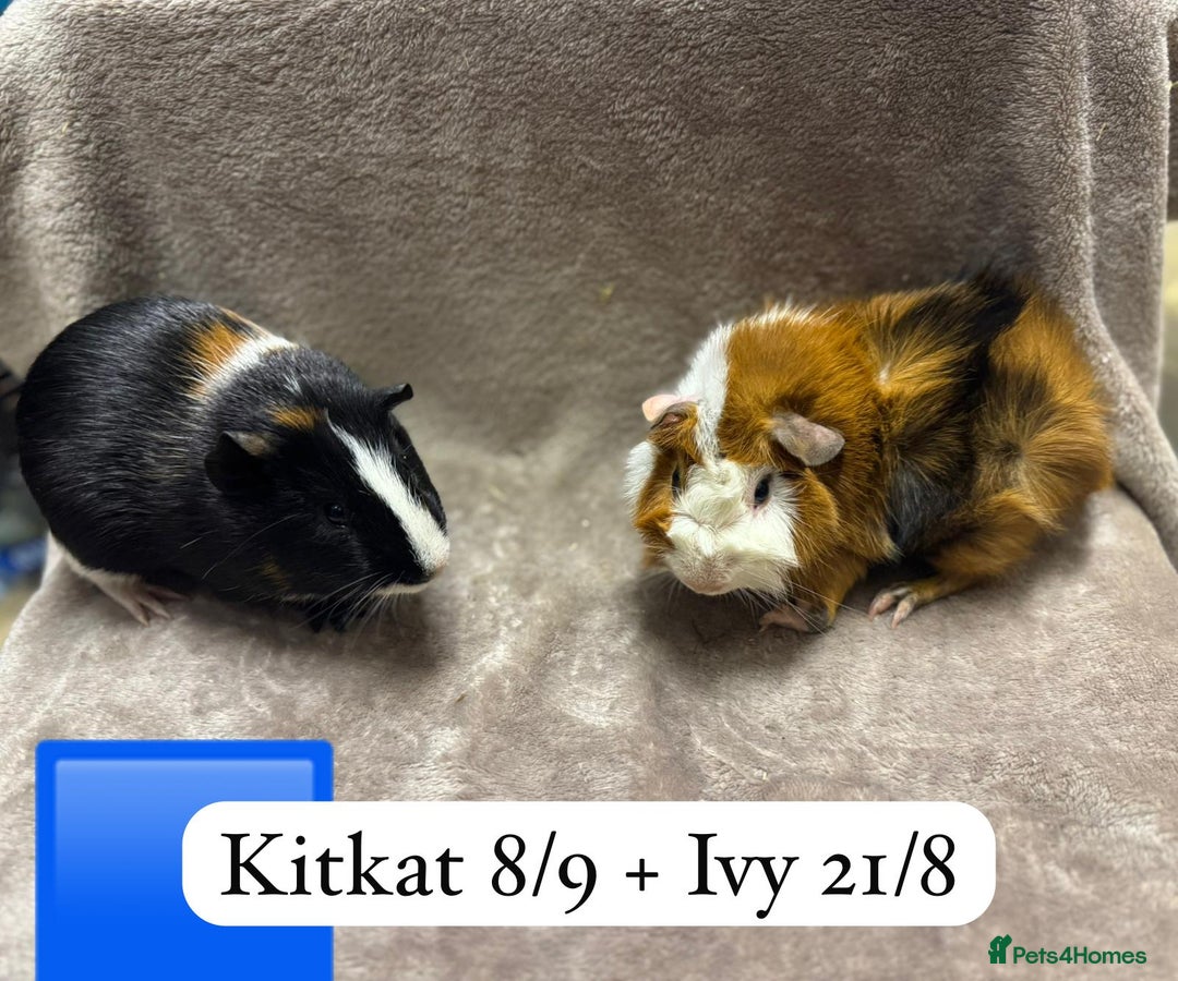 Guinea Pig rodents for sale: Gorgeous baby male guinea pig ready 12 January - Advert 3