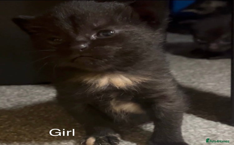 Mixed Breed cats - Advert 4