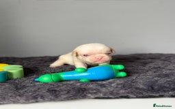 Pug dogs for sale: 7 boys ready to go next week!!!🩵 - Image 25