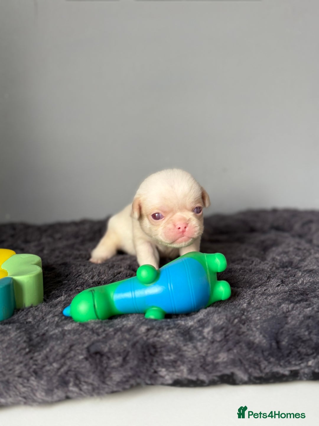 Pug dogs for sale: 7 boys ready to go next week!!!🩵 - Image 25