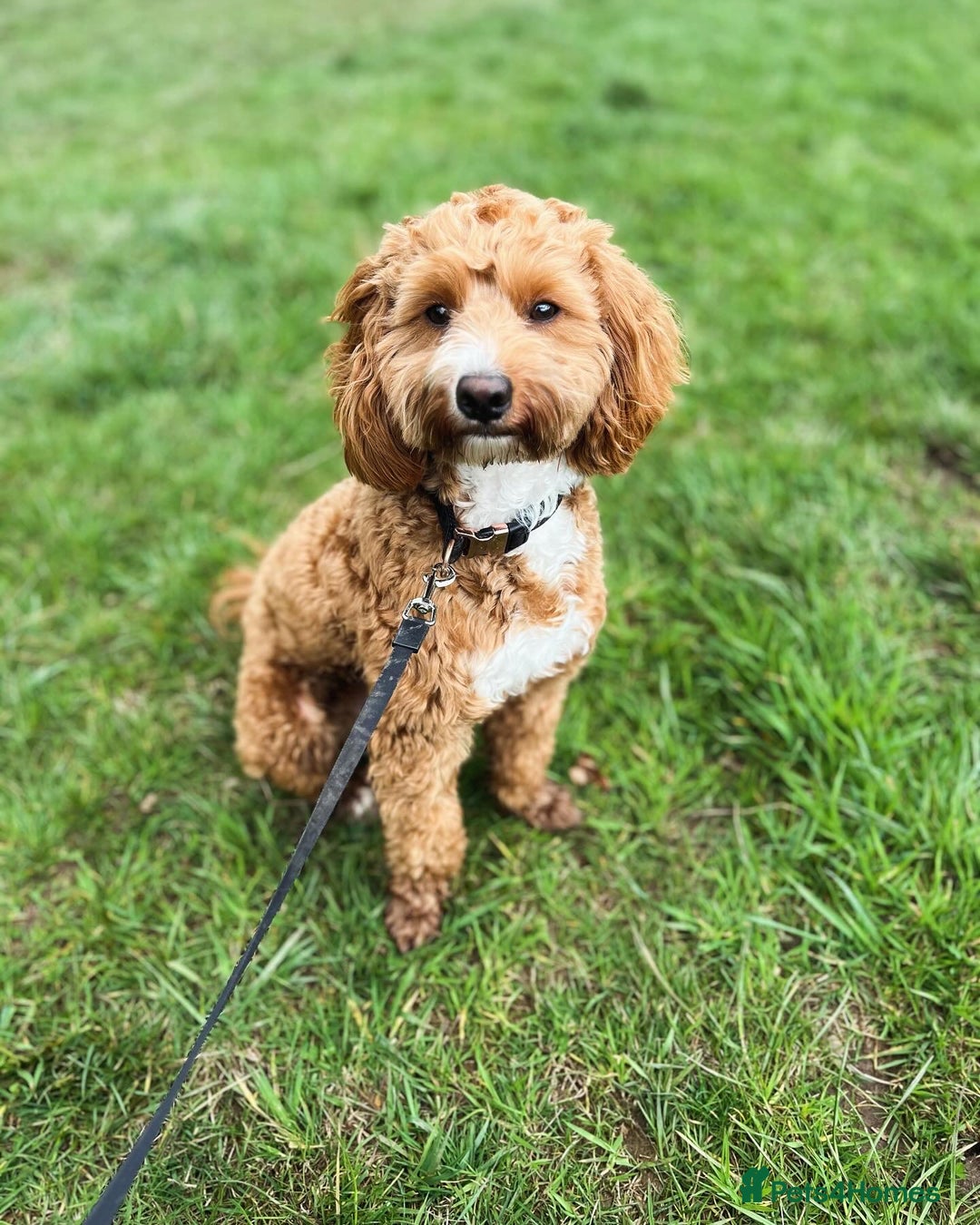 Cavapoo dogs for sale: 2& half year old cavapoo - Advert 3