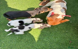 Jack Russell dogs for sale: 2 beautiful Jack Russell puppy girls left  - Image 10