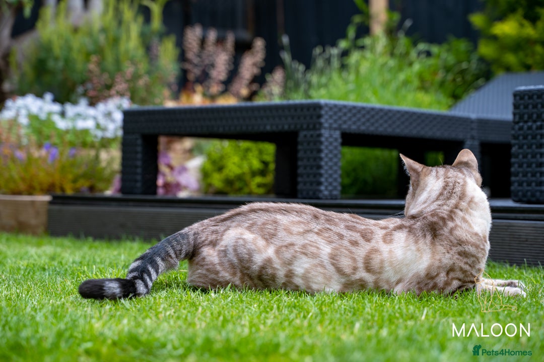 Bengal cats for sale: Majestic Blue-eyed Snow Bengal-TICA-Champion line - Image 19