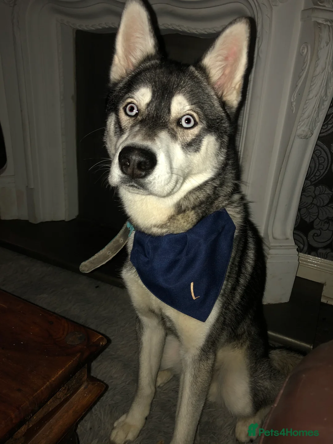 Siberian Husky dogs for stud:  Loki in Heywood - Advert 3