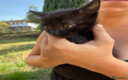 British Shorthair cats for sale: £40 Female British shorthair kitten must go today - Image 5