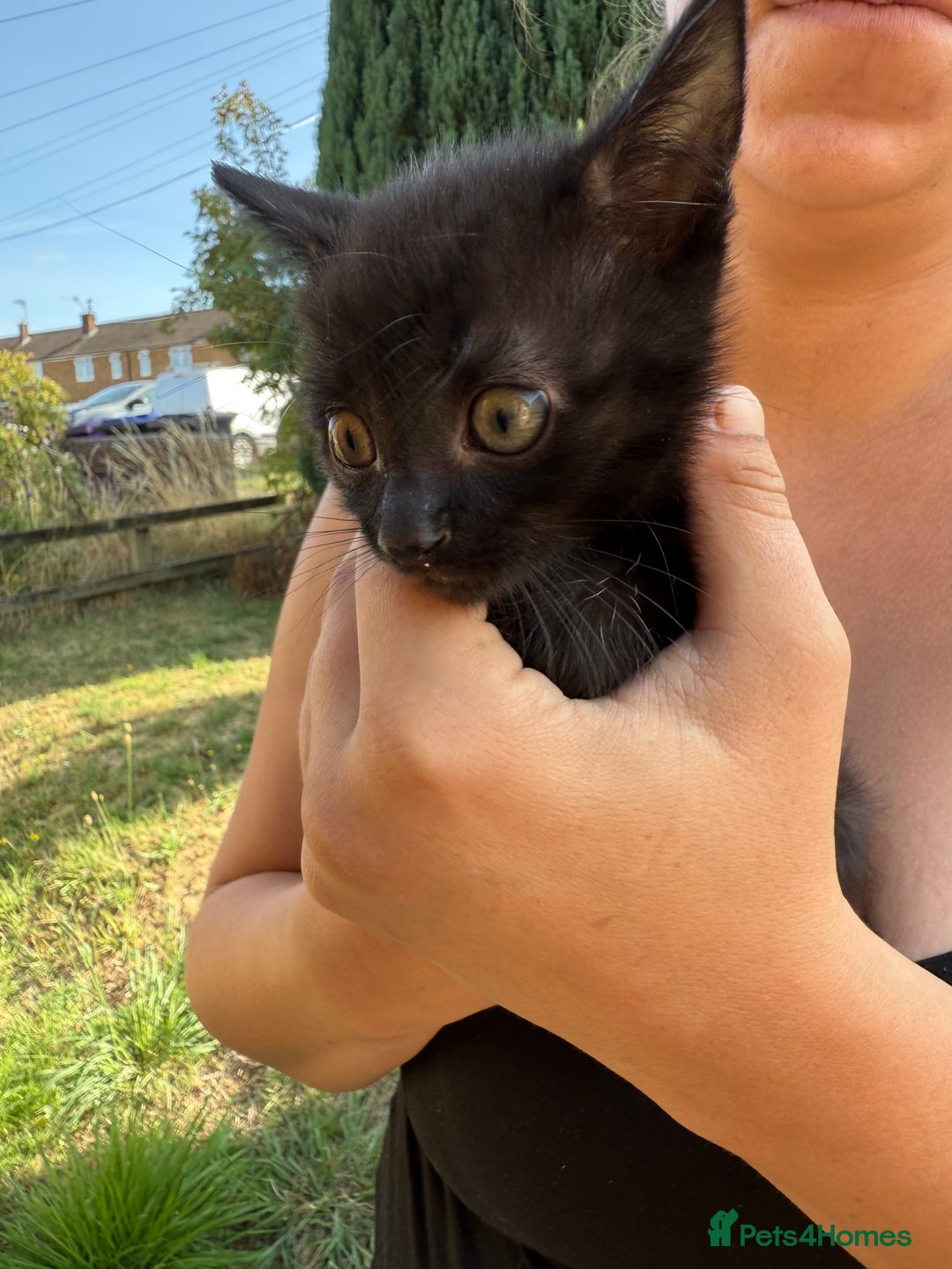 British Shorthair cats for sale: £40 Female British shorthair kitten must go today - Image 5