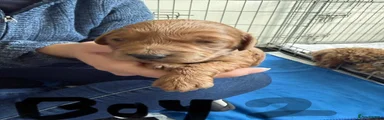 Cavapoo 2