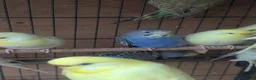 Budgerigars birds for sale: Beautiful Budgies All Healthy  - Advert 3