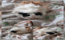 Guinea Pig rodents for sale: Young sow guinea pigs for sale - Image 4