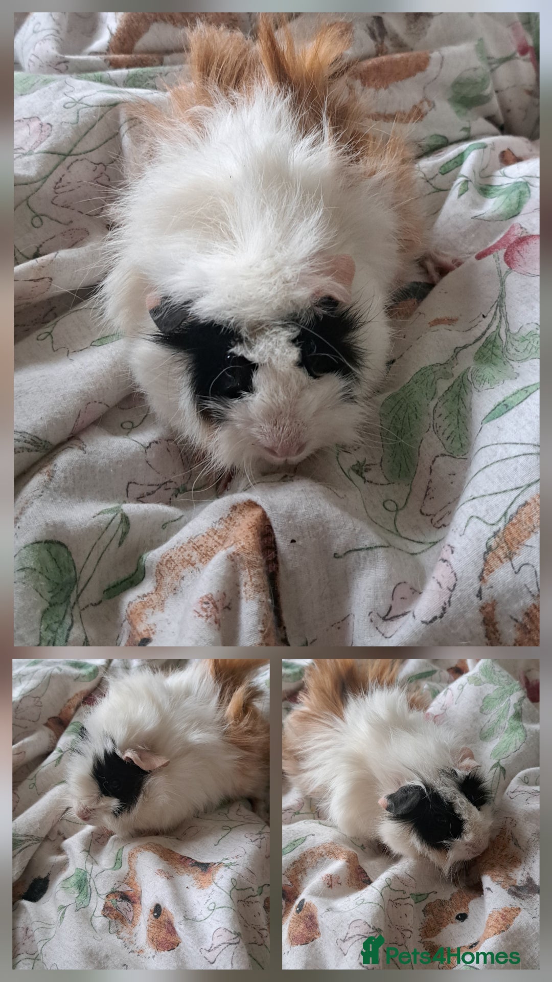 Guinea Pig rodents for sale: Young sow guinea pigs for sale - Image 4