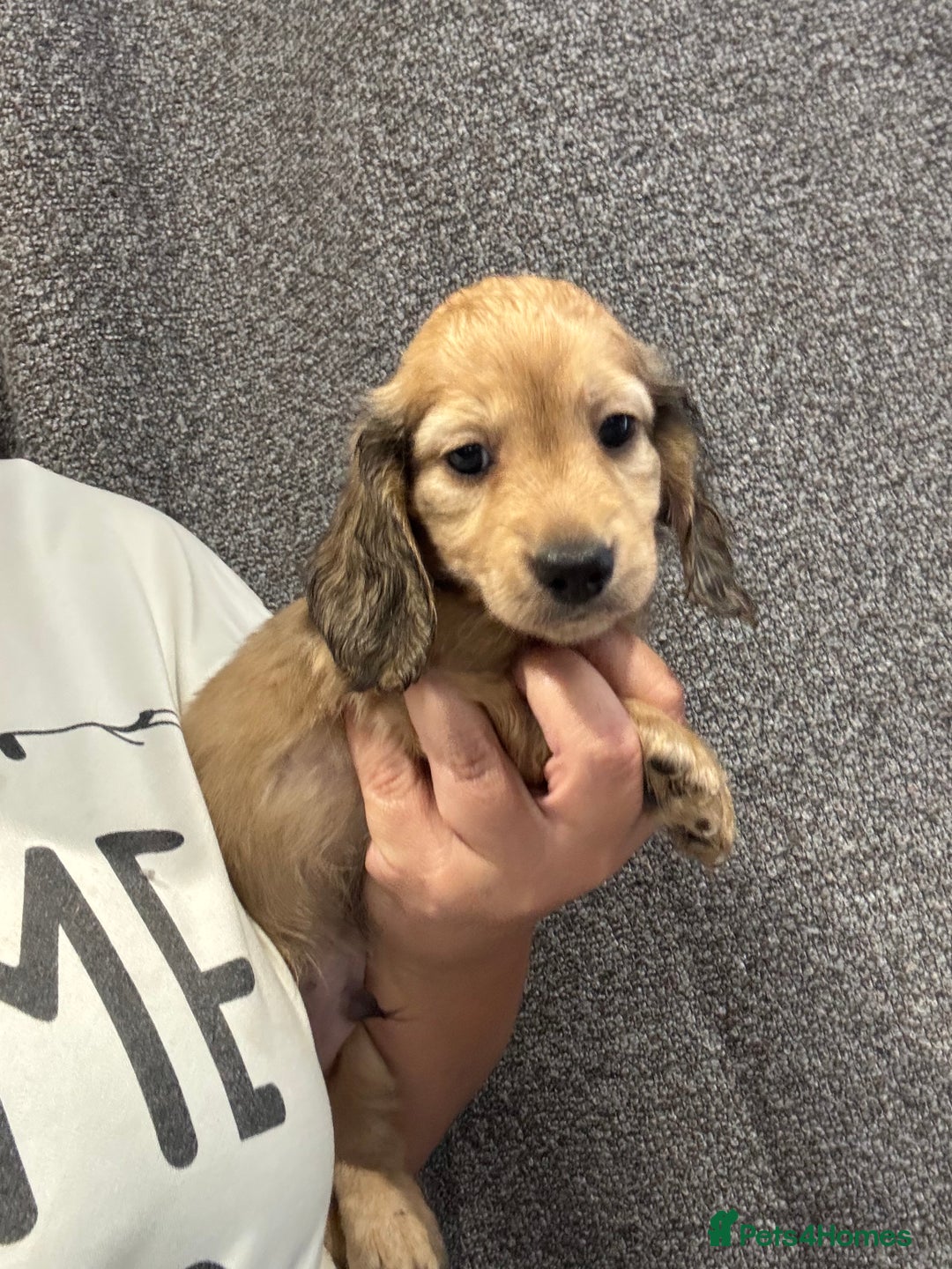 Miniature Dachshund dogs for sale: Miniature long haired CREAM boys  - Image 20