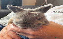 Mini Lop rabbits for sale: Pure Bred Mini Lop babies - Advert 7