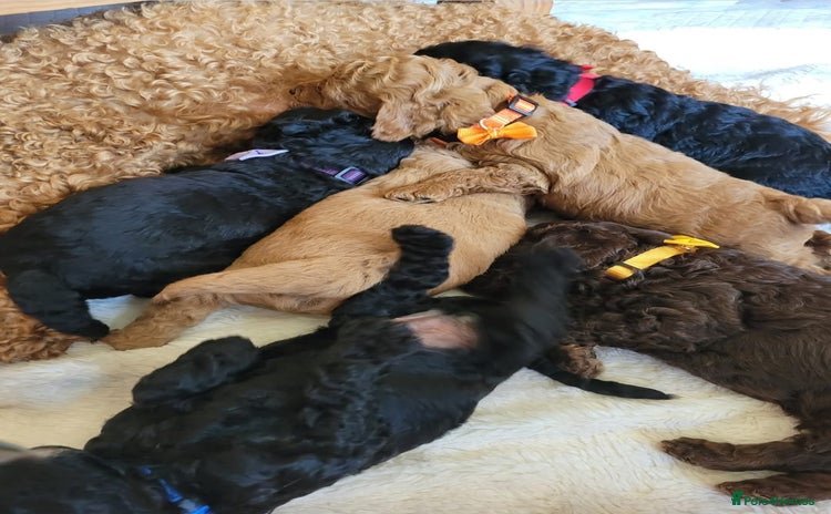 Cockapoo dogs - Advert 6