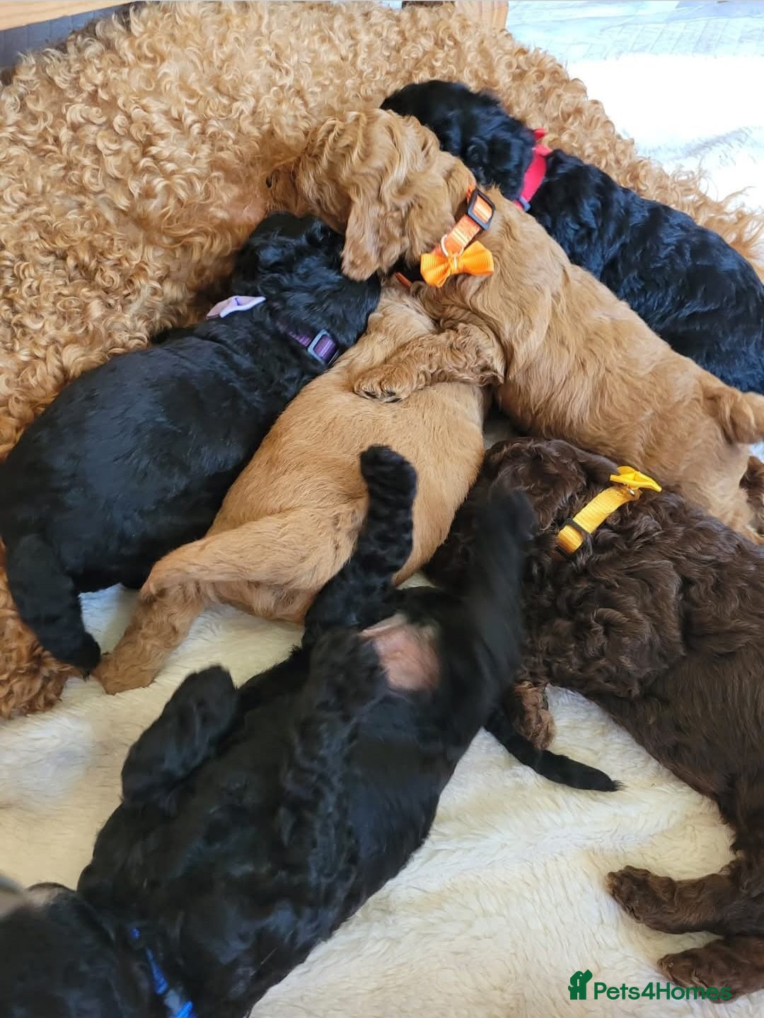 Cockapoo dogs for sale: Cockapoo F2 puppies 8 weeks old. - Image 1