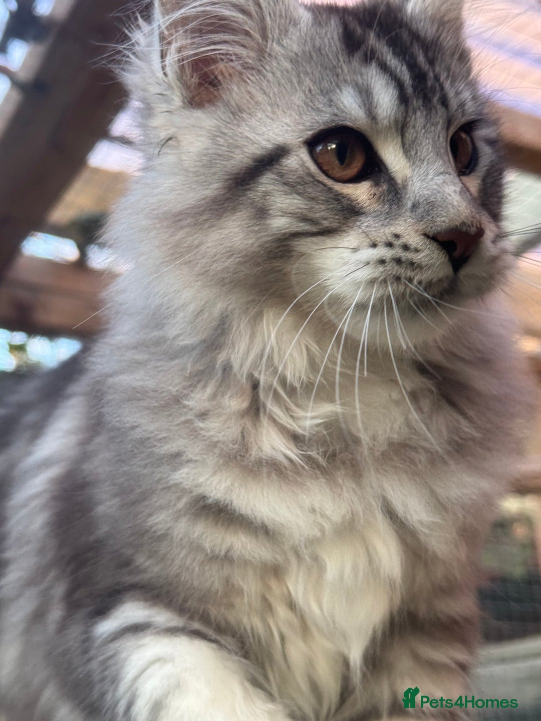 Maine Coon cats for sale: Stunning silver/black tabby MC boys available  - Advert 10