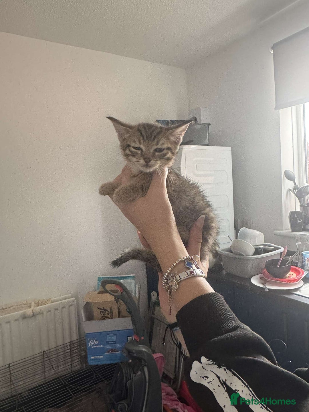 Tibetan cats for sale: 4 female kittens ready for new homes - Image 5